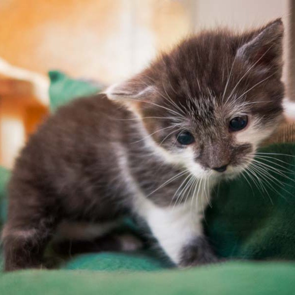 Kater Henry / © 2014 Arche KaNaum (NH)