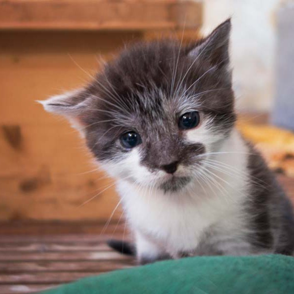 Kater Henry / © 2014 Arche KaNaum (NH)