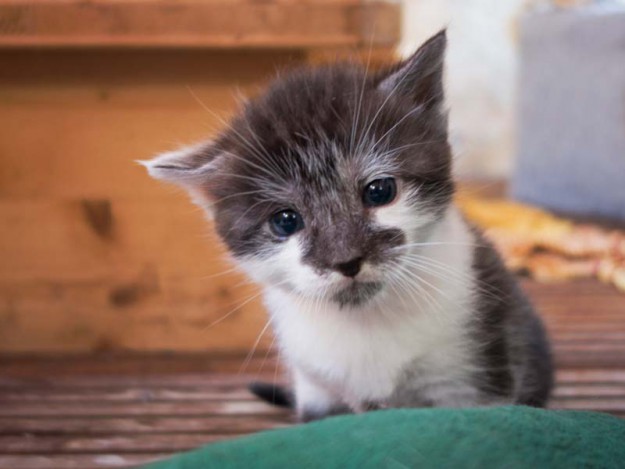 Kater Henry / © 2014 Arche KaNaum (NH)