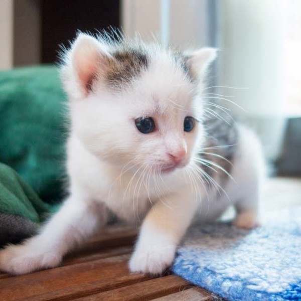 Kätzin Marie Kätzin Marie / © 2014 Arche KaNaum (NH)