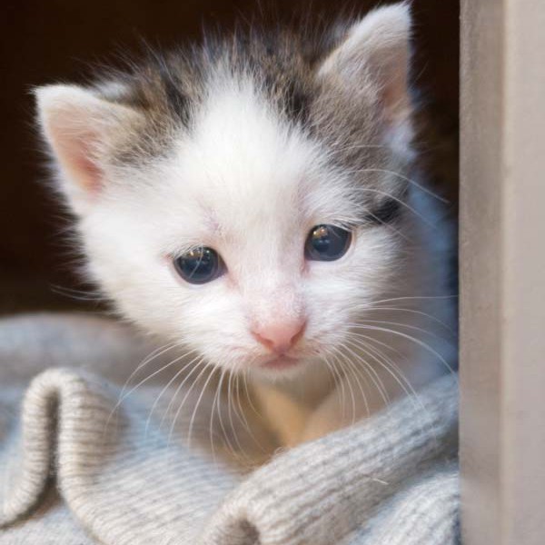 Kätzin Marie Kätzin Marie / © 2014 Arche KaNaum (NH)