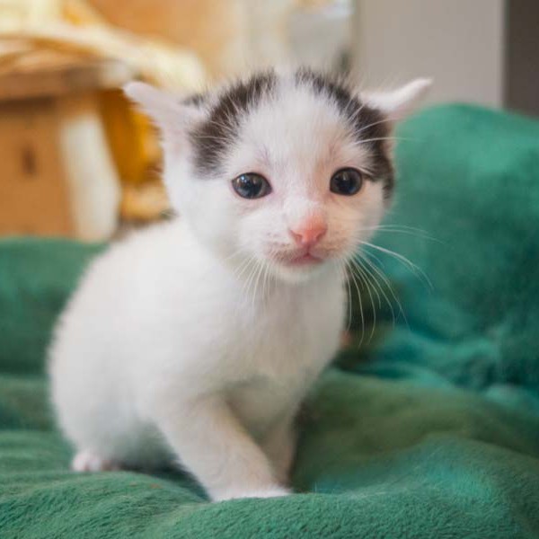 Kater Olli / © 2014 Arche KaNaum (NH)