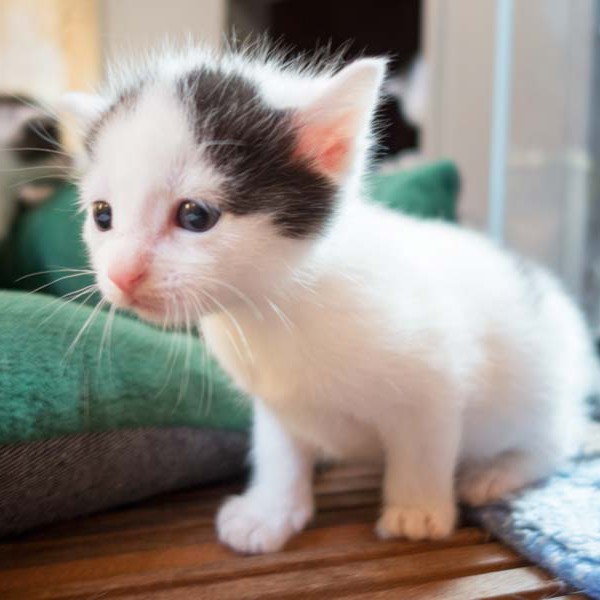 Kater Olli / © 2014 Arche KaNaum (NH)