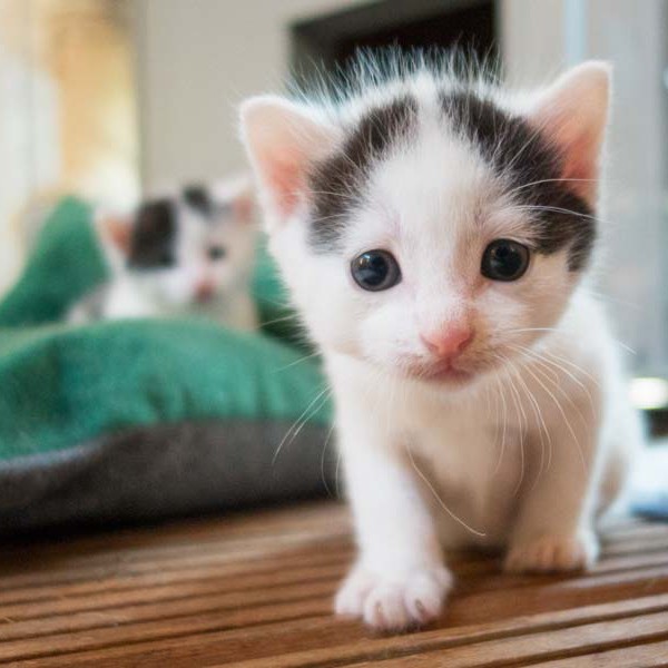 Kater Olli / © 2014 Arche KaNaum (NH)