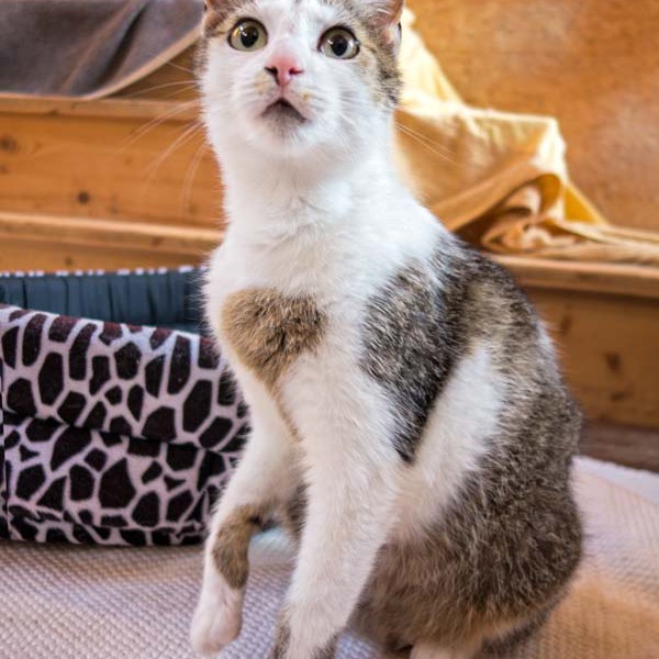 Kätzin Schnurrchen Kätzin Schnurrchen / © 2014 Arche KaNaum (NH)