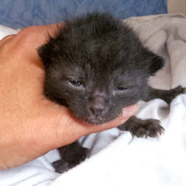 Kater-Baby Sir Odin im Alter von 14 Tagen Kater-Baby Sir Odin im Alter von 14 Tagen / © 2014 Arche KaNaum (DN)