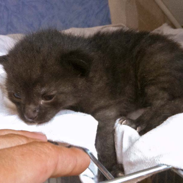 Kater-Baby Sir Odin im Alter von 14 Tagen Kater-Baby Sir Odin im Alter von 14 Tagen / © 2014 Arche KaNaum (DN)