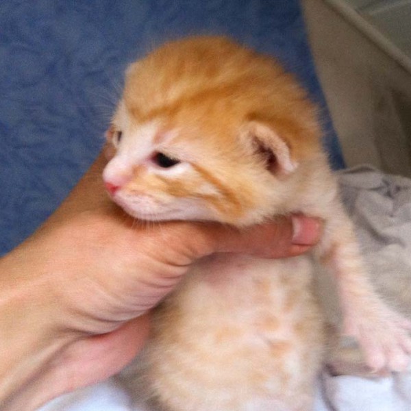 Kater-Baby Morgan bzw. Spencer im Alter von 14 Tagen Kater-Baby Morgan bzw. Spencer im Alter von 14 Tagen / © 2014 Arche KaNaum (DN)