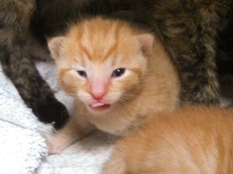 Kater-Baby Morgan bzw. Spencer im Alter von 14 Tagen / © 2014 Arche KaNaum (DN)