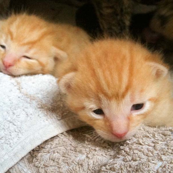 Kater-Babies Morgan und Spencer im Alter von 14 Tagen Kater-Babies Morgan und Spencer im Alter von 14 Tagen / © 2014 Arche KaNaum (DN)