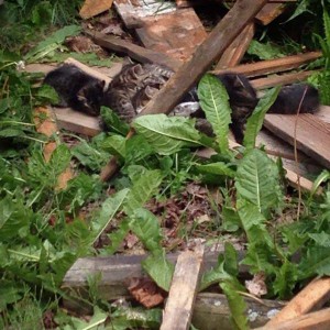 Hier haben die 6 Wildlinge gelebt ... / © 2014 Privat