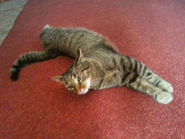 Kater Schischi / © 2014 Privat