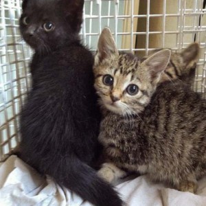 Rettungsaktion für 6 Wildlinge / © 2014 Arche KaNaum (LD)