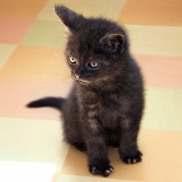 Baby-Kater Eddi im Alter von etwa 7 Wochen / © 2014 Arche KaNaum (DN)