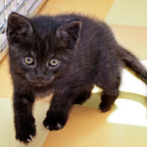 Baby-Kater Eddi im Alter von etwa 7 Wochen / © 2014 Arche KaNaum (DN)