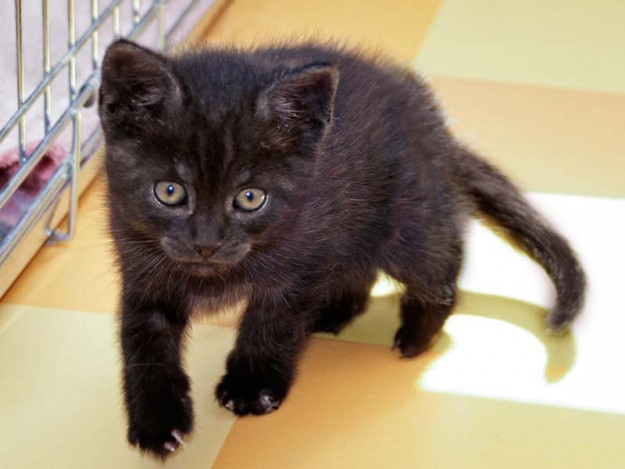 Baby-Kater Eddi im Alter von etwa 7 Wochen / © 2014 Arche KaNaum (DN)