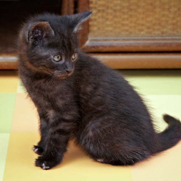 Baby-Kater Eddi im Alter von etwa 7 Wochen / © 2014 Arche KaNaum (DN)