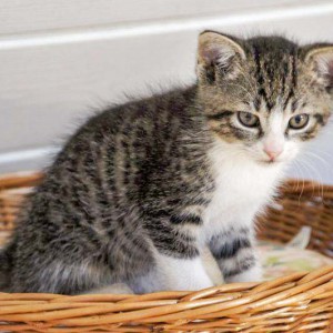 Kater-Baby Pino im Alter von etwa 7 Wochen / © 2014 Arche KaNaum (DN)