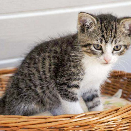 Kater-Baby Pino im Alter von etwa 7 Wochen Kater-Baby Pino im Alter von etwa 7 Wochen / © 2014 Arche KaNaum (DN)