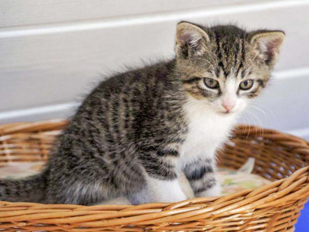 Kater-Baby Pino im Alter von etwa 7 Wochen / © 2014 Arche KaNaum (DN)