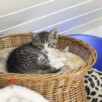 Kater-Baby Pino im Alter von etwa 7 Wochen Kater-Baby Pino im Alter von etwa 7 Wochen / © 2014 Arche KaNaum (DN)