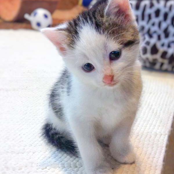 Kätzin Marie Kätzin Marie / © 2014 Arche KaNaum (DN)