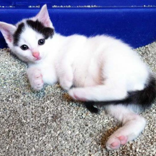 Kater Olli / © 2014 Arche KaNaum (DN)