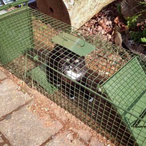 Vermutlich der Papa unserer 6 kleinen Wildlinge ... / © 2014 Arche KaNaum (LD)