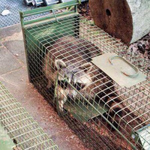 Was einem so alles in die Falle geht ... / © 2014 Arche KaNaum (LD)