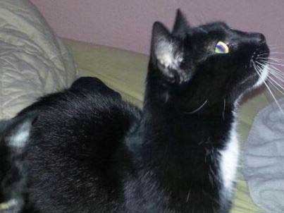 Vermisst: Kater Climby Vermisst: Kater Climby / © 2014 Privat