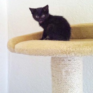 Rettungsaktion für 6 Wildlinge - Lucy / © 2014 Arche KaNaum (LD)