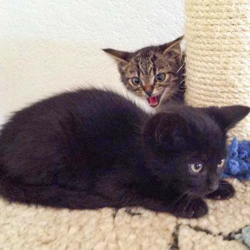 Rettungsaktion für 6 Wildlinge - Lukas (v.) + Chucky / © 2014 Arche KaNaum (LD)