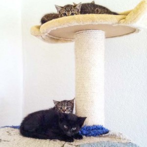 Rettungsaktion für 6 Wildlinge / © 2014 Arche KaNaum (LD)