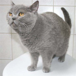 Blaue Britisch-Kurzhaar-Fundkätzin / © 2014 Tierheim Korbach