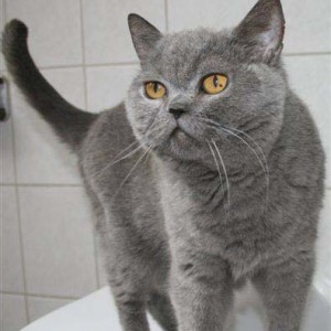 Blaue Britisch-Kurzhaar-Fundkätzin / © 2014 Tierheim Korbach