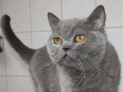 Blaue Britisch-Kurzhaar-Fundkätzin / © 2014 Tierheim Korbach