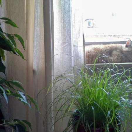 Kater Gorgo im neuen Zuhause / © 2014 Privat