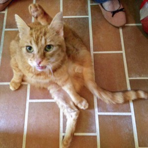 Kater Bob / © 2014 Tierhilfe Cat-Trias