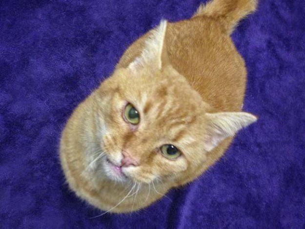 Kater Bob / © 2014 Tierhilfe Cat-Trias