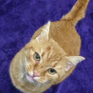 Kater Bob / © 2014 Tierhilfe Cat-Trias