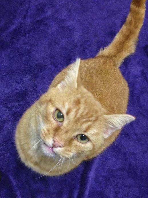 Kater Bob / © 2014 Tierhilfe Cat-Trias