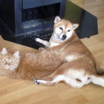 Kater Mickey mit Hundekumpel / © 2014 Privat