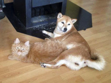 Kater Mickey mit Hundekumpel / © 2014 Privat