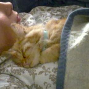 Kater Mickey / © 2014 Privat