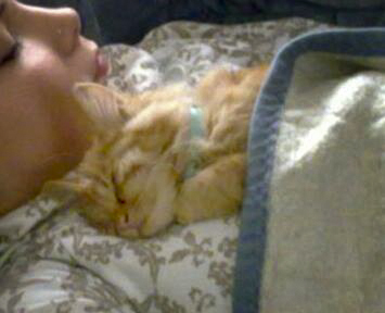 Kater Mickey / © 2014 Privat