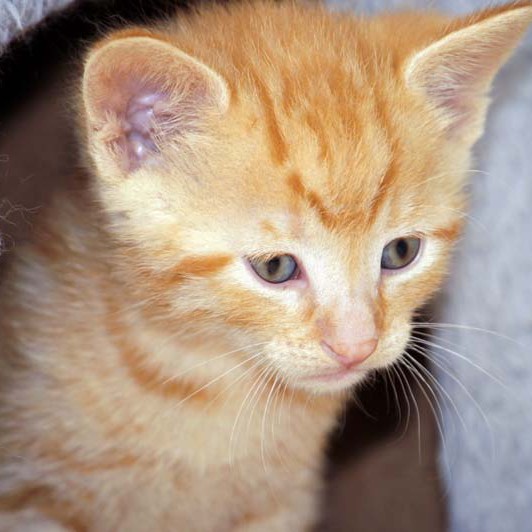 Kater-Baby Morgan bzw. Spencer im Alter von 5 Wochen Kater-Baby Morgan bzw. Spencer im Alter von 5 Wochen / © 2014 Arche KaNaum (DN)