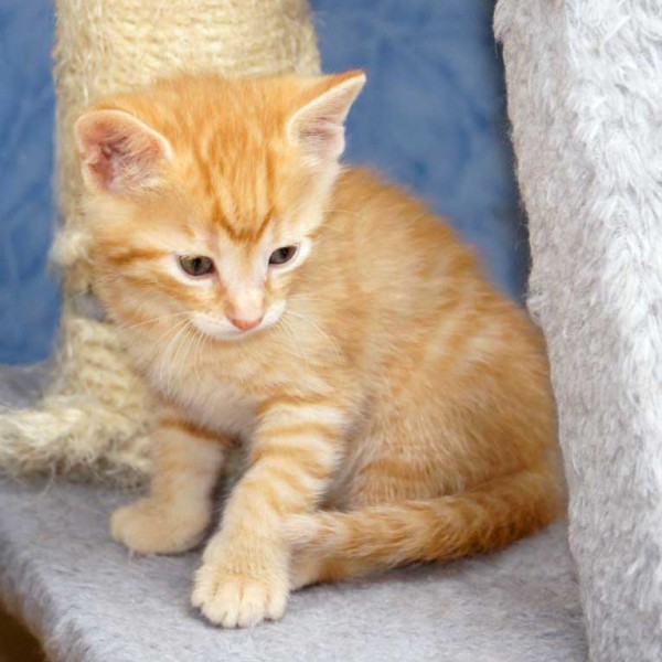 Kater-Baby Morgan bzw. Spencer im Alter von 5 Wochen Kater-Baby Morgan bzw. Spencer im Alter von 5 Wochen / © 2014 Arche KaNaum (DN)