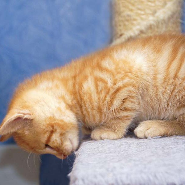 Kater-Baby Morgan bzw. Spencer im Alter von 5 Wochen Kater-Baby Morgan bzw. Spencer im Alter von 5 Wochen / © 2014 Arche KaNaum (DN)