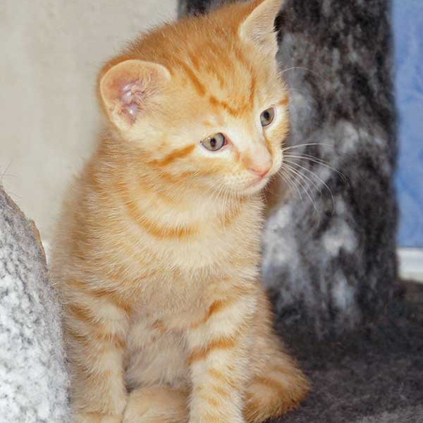 Kater-Baby Morgan bzw. Spencer im Alter von 5 Wochen Kater-Baby Morgan bzw. Spencer im Alter von 5 Wochen / © 2014 Arche KaNaum (DN)