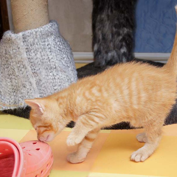 Kater-Baby Morgan bzw. Spencer im Alter von 5 Wochen Kater-Baby Morgan bzw. Spencer im Alter von 5 Wochen / © 2014 Arche KaNaum (DN)